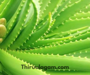 சோற்றுக்கற்றாழை பயன்கள் - Aloe vera Benefits In Tamil 