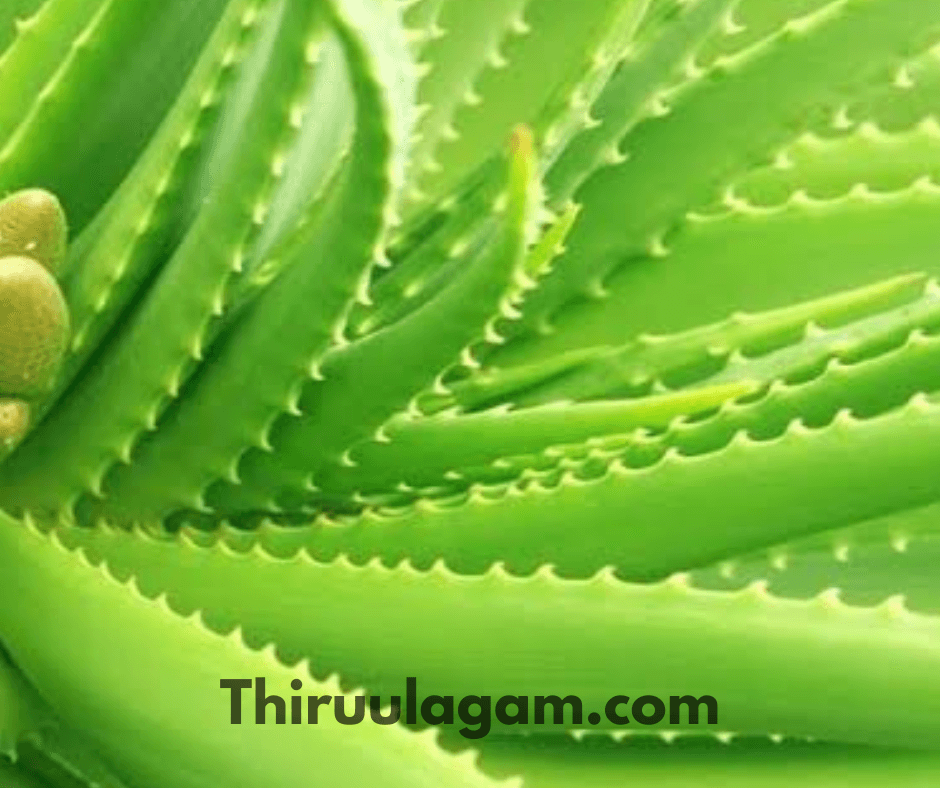 சோற்றுக்கற்றாழை பயன்கள் - Aloe vera Benefits In Tamil 